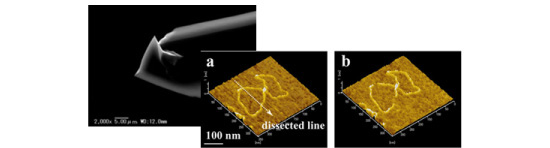 The DNA dissection using knife-edged AFM-probe. (a) before and (b) after dissection