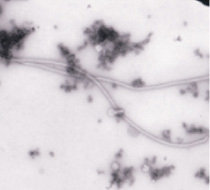 Environmental-responsive peptide nanofibers