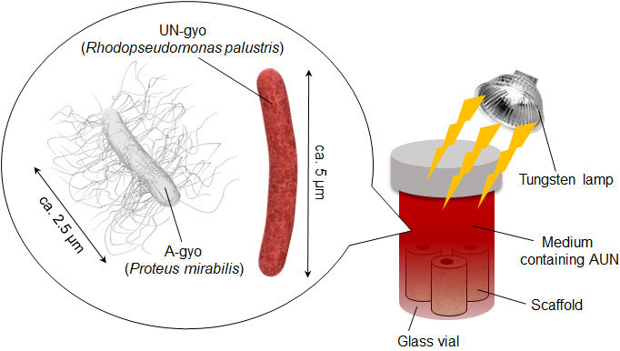 Figure1_MiyakoE_20241008.jpg